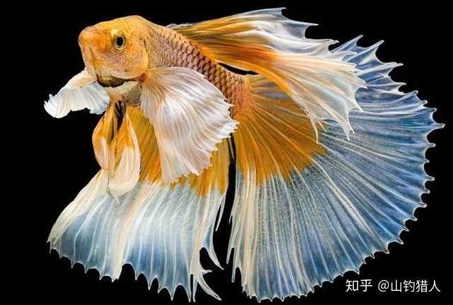 金鱼为什么长不大 知乎 金鱼为什么长不大 知乎