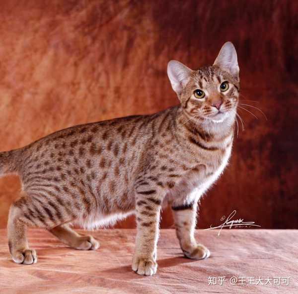 中国第一只奥西猫.