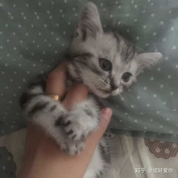 被猫咬是一种什么体验 知乎 被猫咬是一种什么体验 知乎