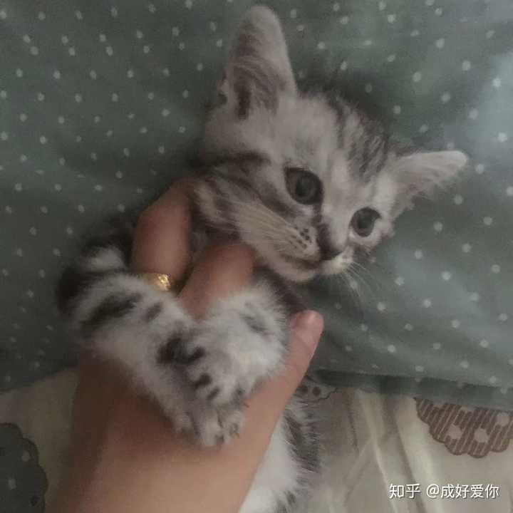 被猫咬是一种什么体验 知乎