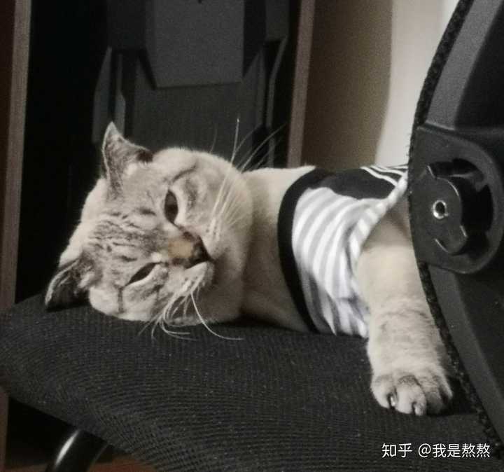 有哪些养猫必须知道的冷知识 知乎