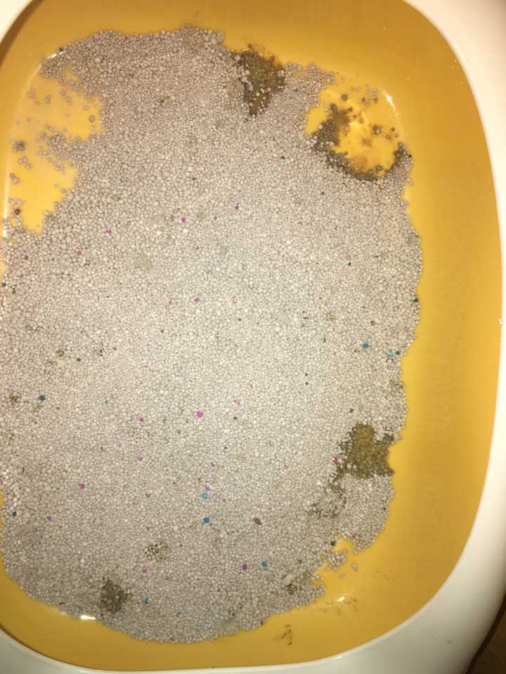 家里两个月多月猫咪从软便到拉稀到拉水,吐了一次.