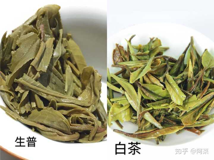 白茶与生潽的区别?