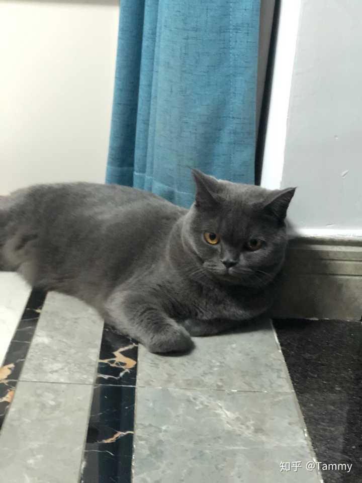 请问养两只猫 不是橘猫 一个月大概需要多少钱 知乎 请问养两只猫 不是橘猫 一个月大概需要多少钱 知乎