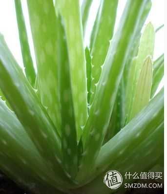 多肉植物能吃吗 知乎