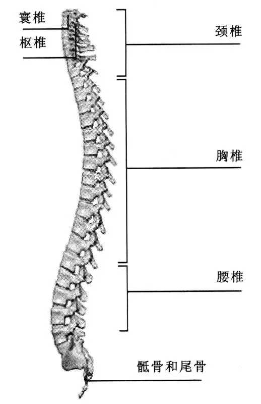 尾骨受伤后有哪些康复建议 比如适不适合瑜伽跑步游泳等运动 知乎