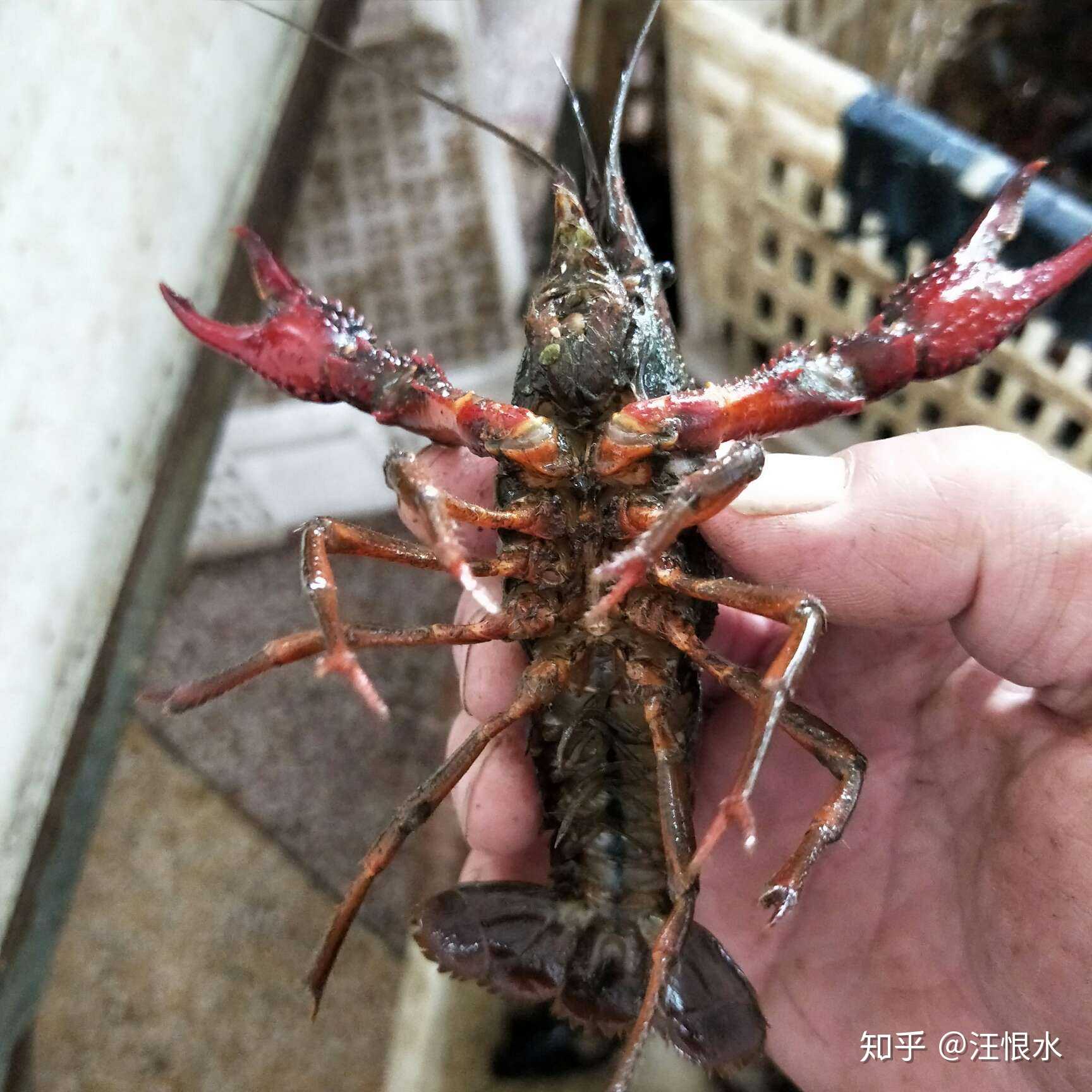 野生小龙虾便宜,但是真的脏!
