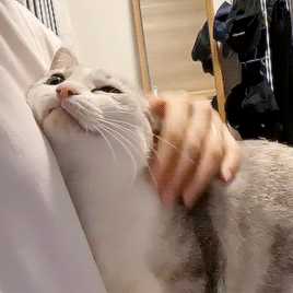 养猫的人什么时候才发现猫是爱你的