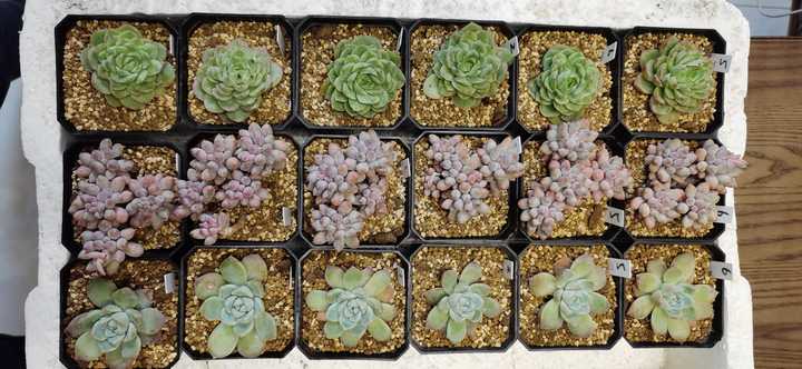 现在淘宝上多肉植物的补光灯靠谱吗 知乎 现在淘宝上多肉植物的补光灯靠谱吗 知乎