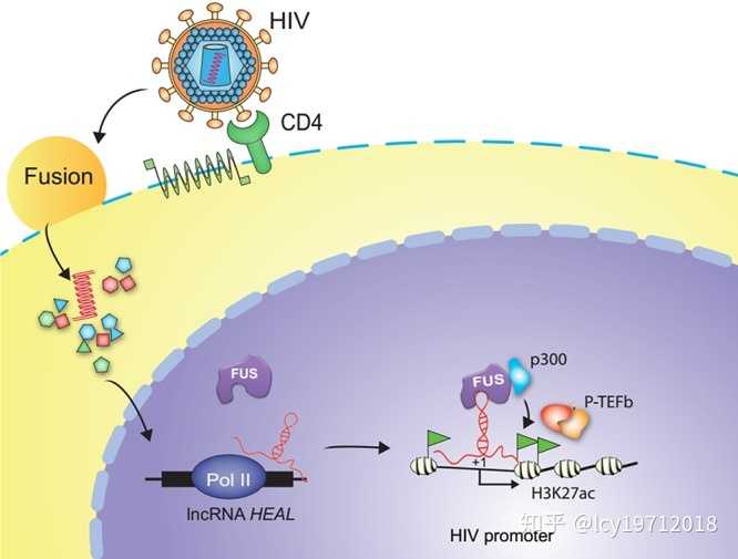 hiv病毒在記憶cd4 t細胞中保持潛伏狀態,所以極