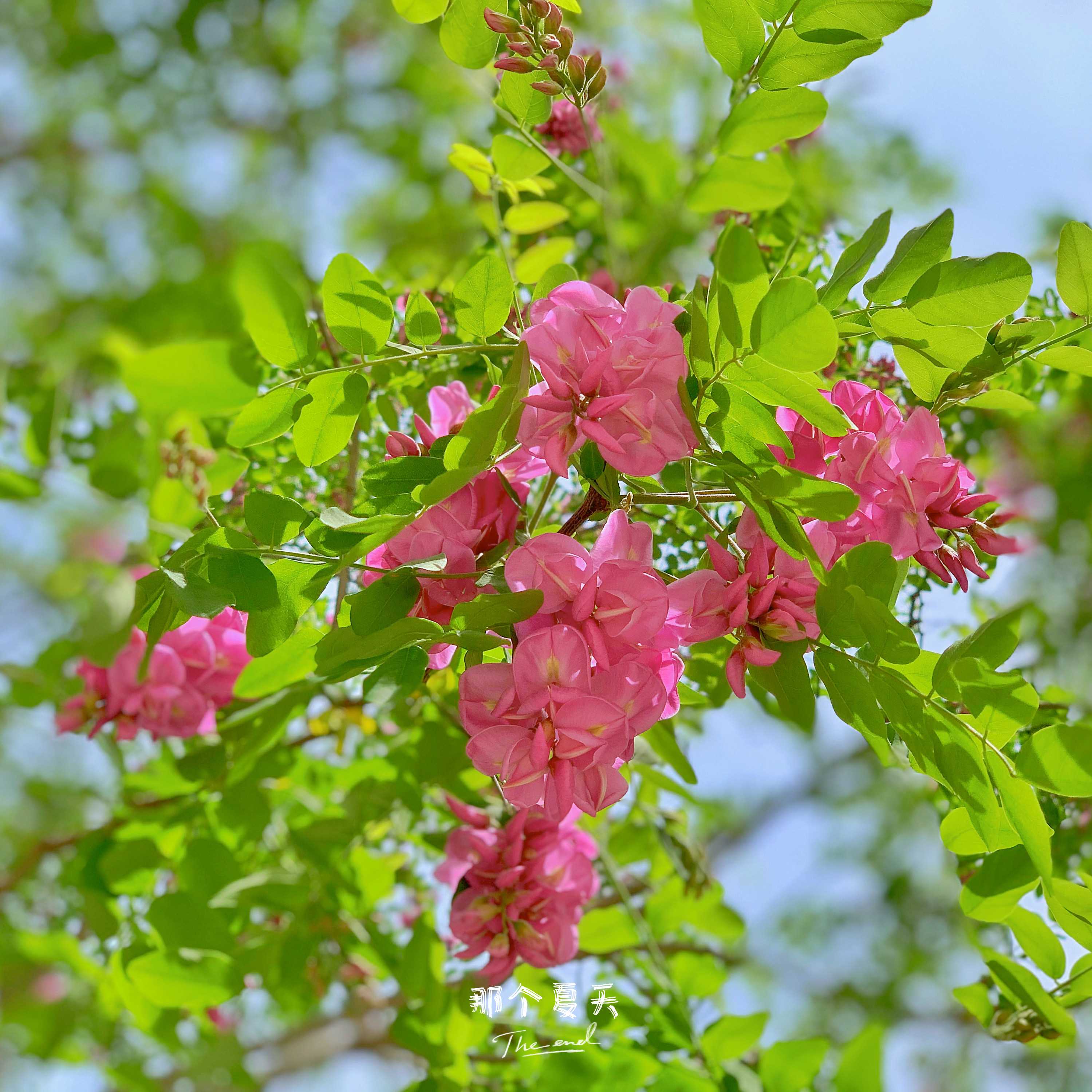 松露渣 的想法: 五月來了,校園裡的香花槐又開花了 - 知乎