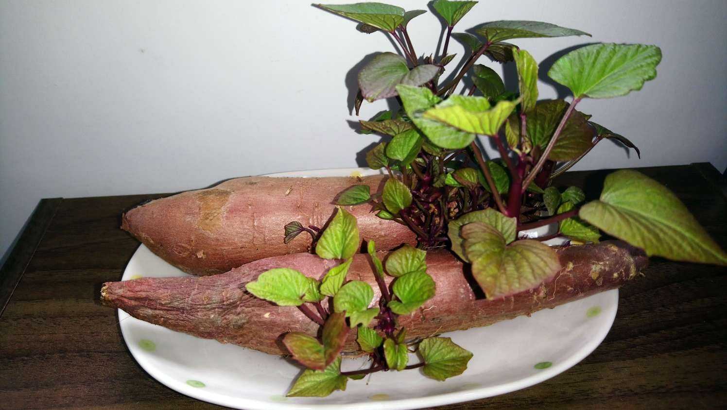 美美的地瓜盆栽