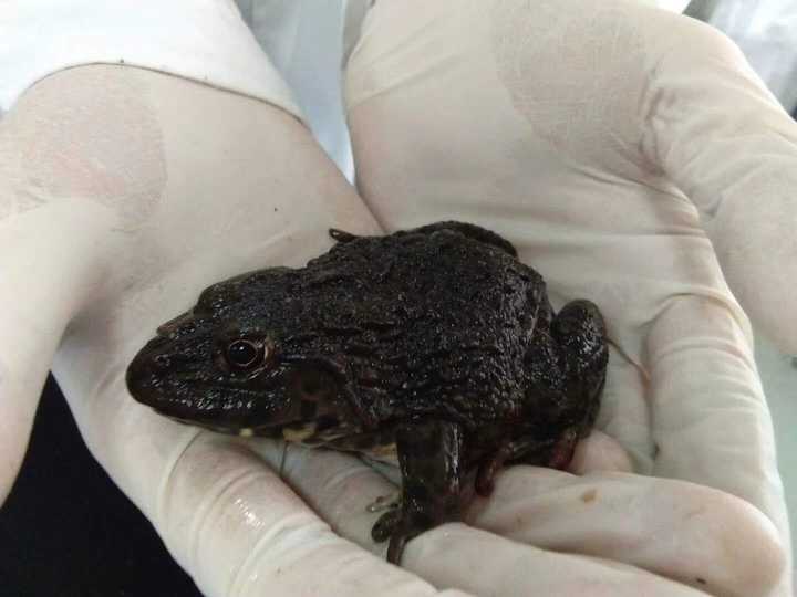 青蛙长这样_(:з」∠)