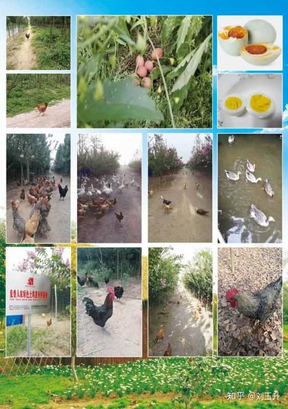 统算一下,鸡鸭鹅鱼苗木.