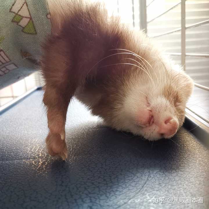 养宠物貂是一种怎样的体验?