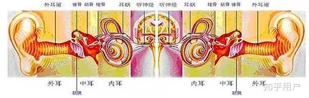 人是怎么听到声音的？ - 知乎