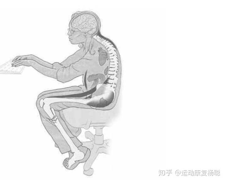 关注问题 67写回答久坐骨盆办公室坐姿体态矫正(体态校正)骨盆前倾