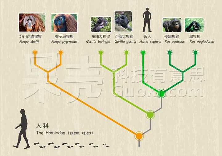 如果人类有一天发现了一种动物将要进化成高等生命体,人类会怎么做?