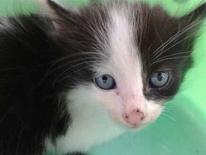 哈哈哈哈  蓝膜没退天真的我还以为他是蓝眼睛   第一天来我家的时候