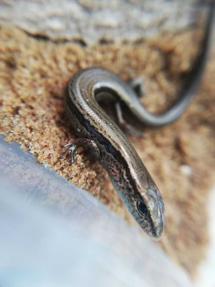 为什么北方的蛇有灵性,南方的蛇没有?