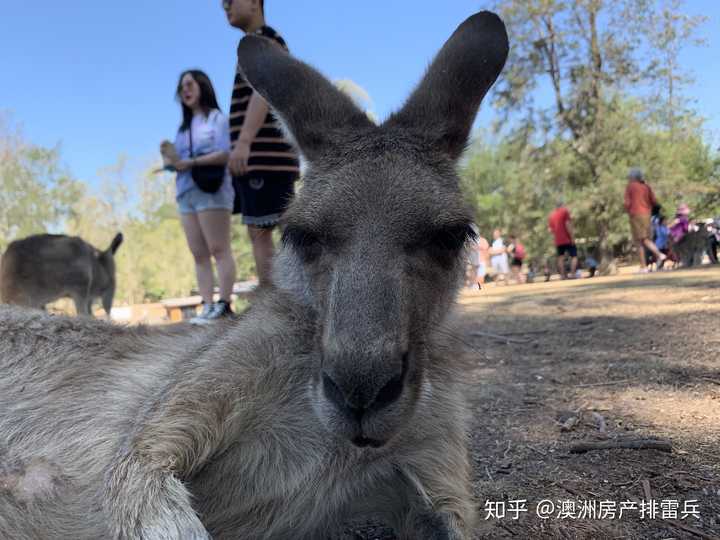 来自袋鼠的自拍