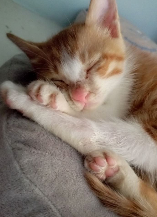 医院里的流浪橘猫也都是粉色爪子. 黑猫的是小黑肉垫,像这样.