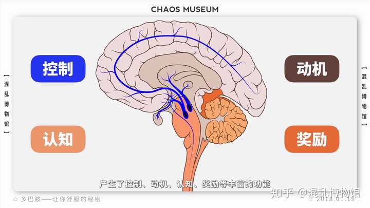 多巴胺是什么?它有哪些功能? - 知乎