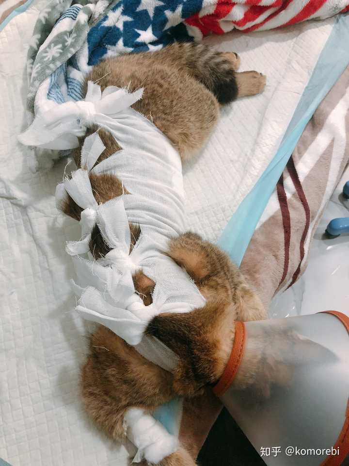 猫绝育的时候真的需要演戏吗?