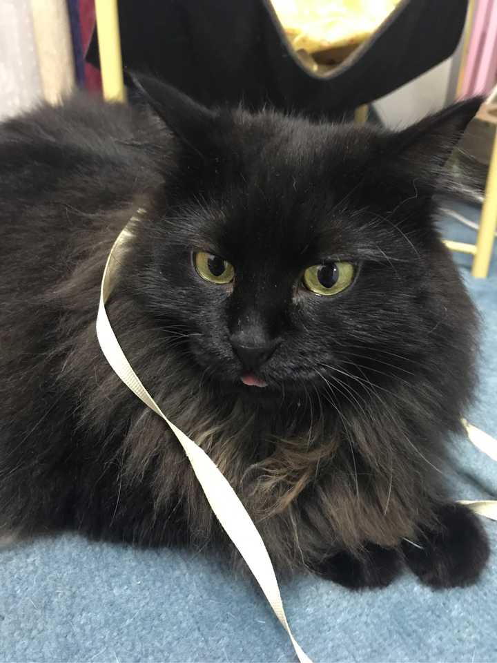 养黑猫会带来噩运吗 知乎 养黑猫会带来噩运吗 知乎