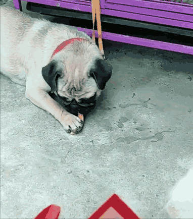 家里养狗,狗掉毛如何处理?到处都是毛!