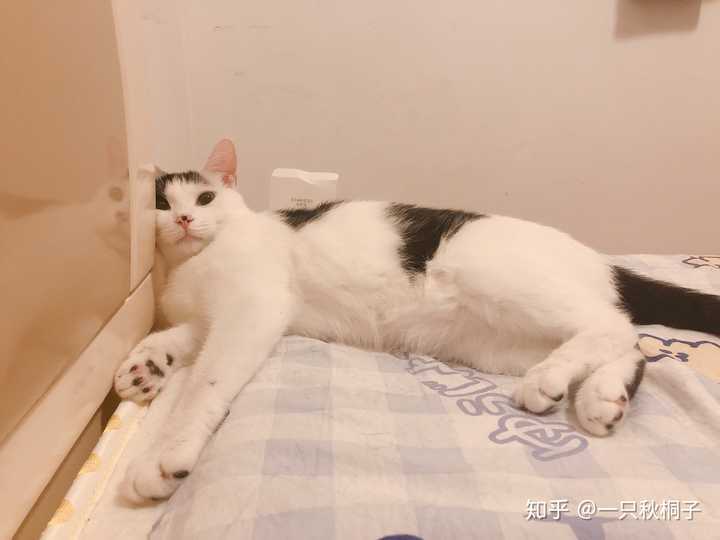 如何看待女朋友抱着猫在床上自拍 发朋友圈屏蔽了我 一看见女朋友和猫亲近就会难受 该怎么办 知乎 如何看待女朋友抱着猫在床上自拍 发朋友圈屏蔽了我 一看见女朋友和猫亲近就会难受 该怎么办 知乎