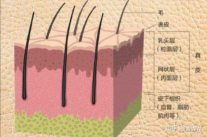 射频美容仪器对身体有副作用吗 知乎