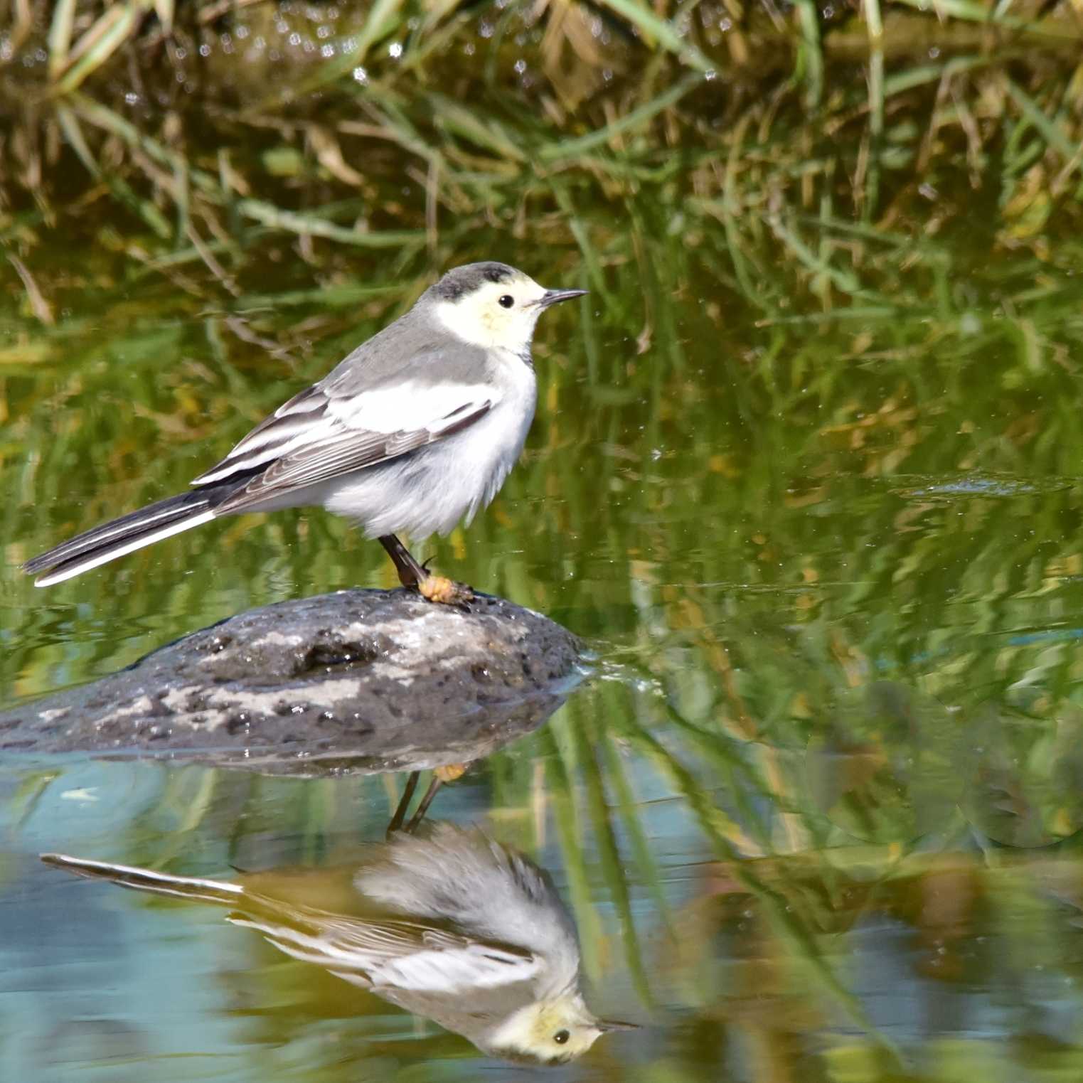 张云山摄影云山 的想法: 白鹡鸰鸟 - 知乎