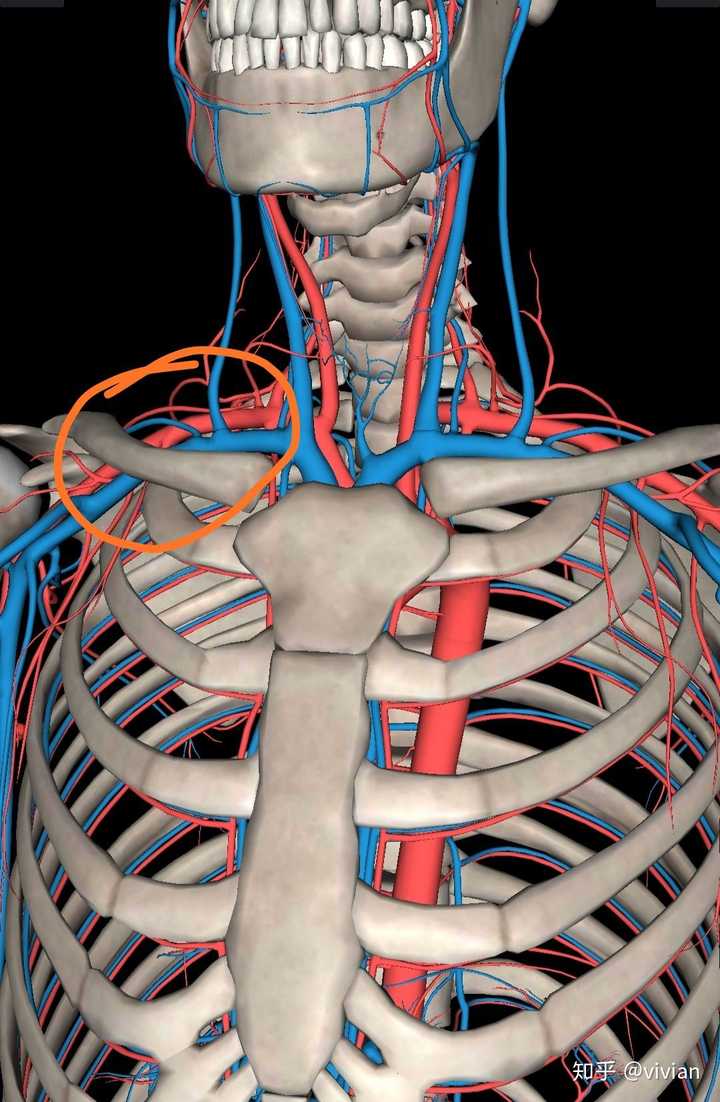 锁骨下静脉解剖位置图片