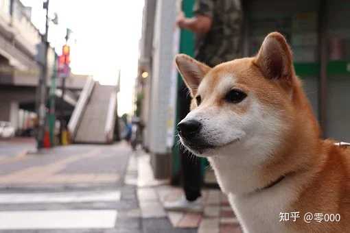 为什么日本就柴犬和秋田犬比较出名而国外大众忽略了其他犬种 知乎