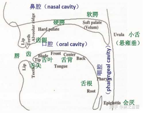 汉语发音在口腔前部进行,英语发音在口腔后部进行,那么日语发音在口腔