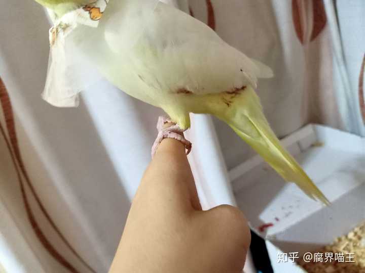 玄凤鹦鹉啄羽怎么办?