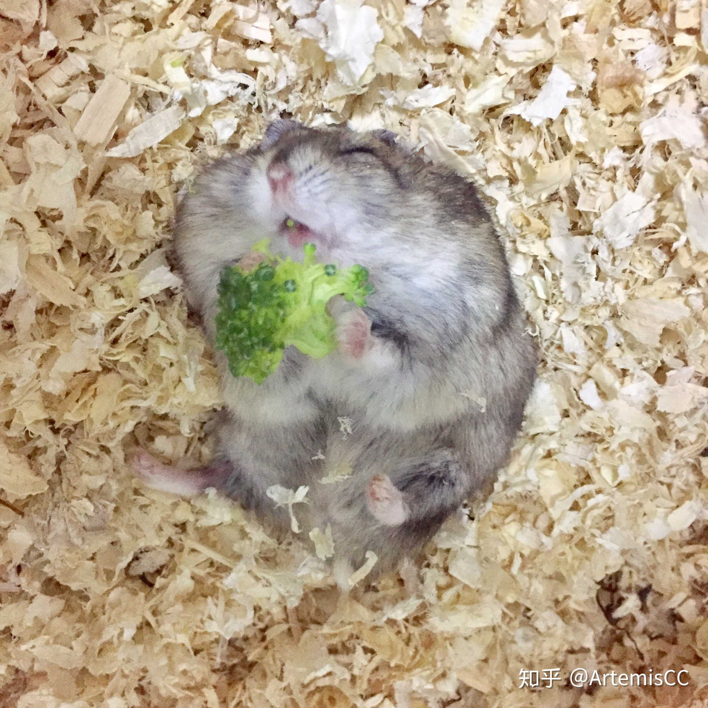 好吃到闭眼的瓜子