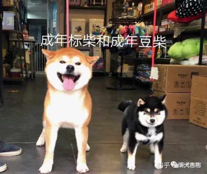 豆柴犬和柴犬的区别有哪些 豆柴犬和柴犬区别 桃丽网