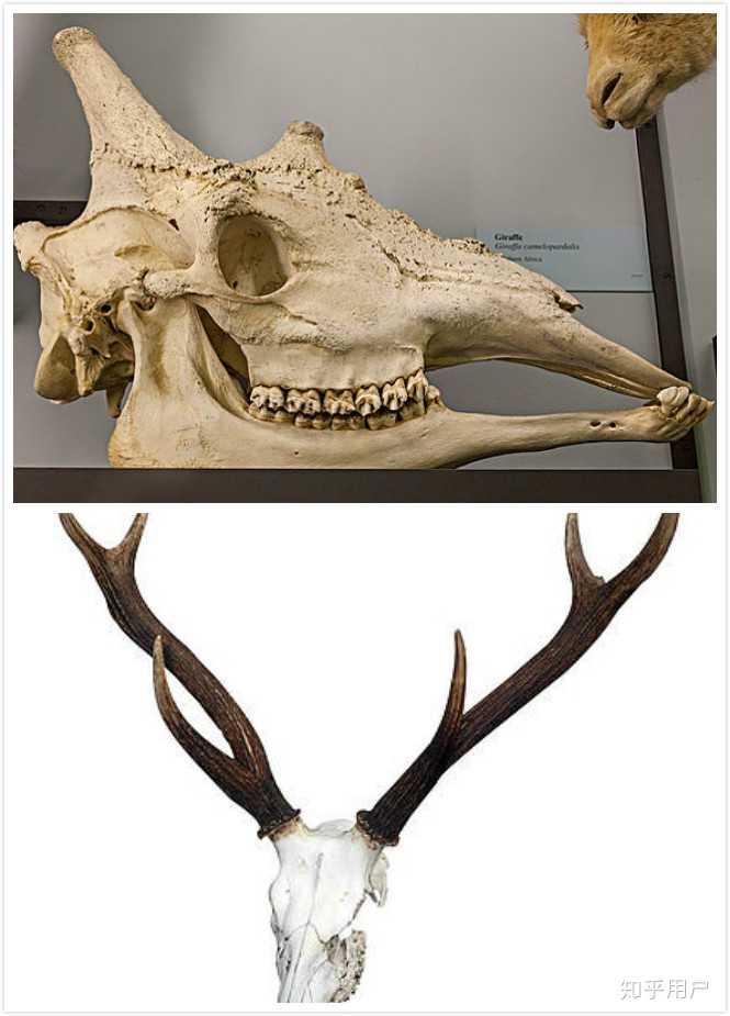 长颈鹿属于长颈鹿科其鹿角与头骨是一体化(上)与其它鹿科动物的鹿角