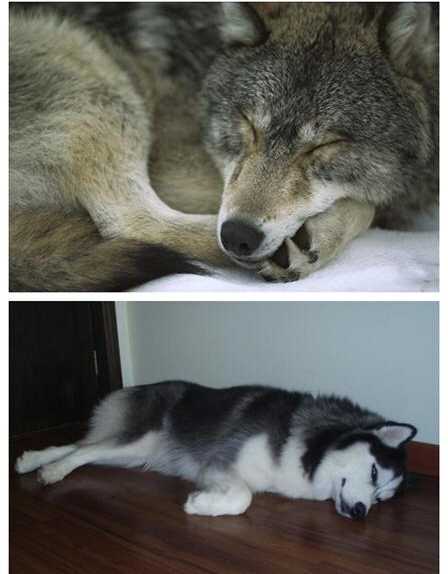 哈士奇和狼有多大区别?