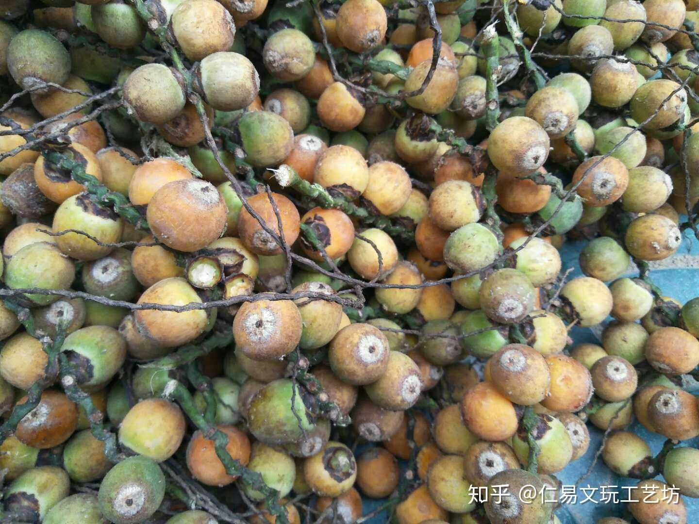 有人有这样的种子出售?名字叫金山葵种子