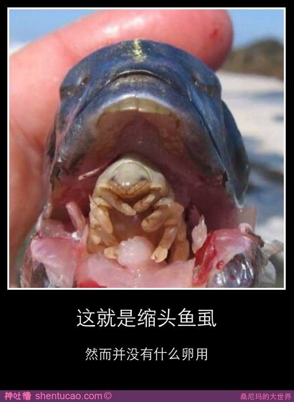 自然界有哪些长相可怕的动物