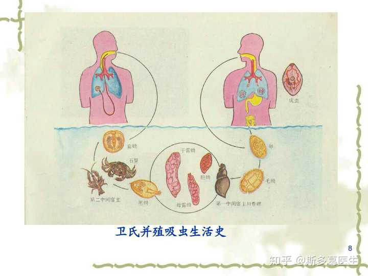 肺吸虫的感染途径