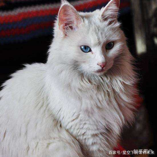 请问狮子猫一般卖多少钱啊?可以多久接回家? - 知乎