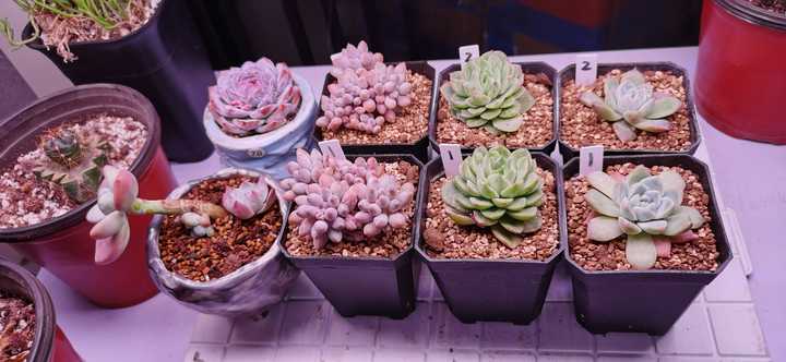 现在淘宝上多肉植物的补光灯靠谱吗 知乎 现在淘宝上多肉植物的补光灯靠谱吗 知乎