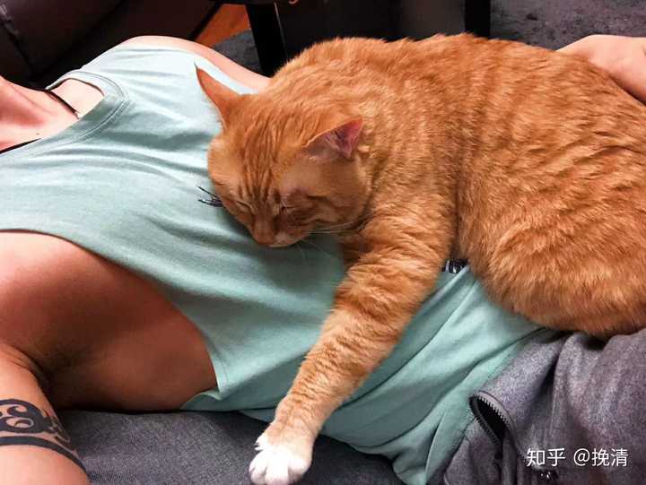 不能暴露你是人类的身份,其次我要像这只猫一样躺在这小哥哥的腹肌上