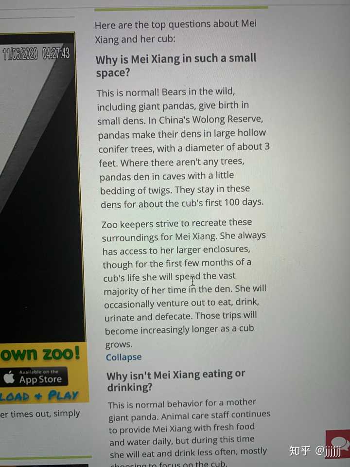 续签3 年 旅美大熊猫 美香 的真实现状如何 为什么不让 美香 回家 知乎