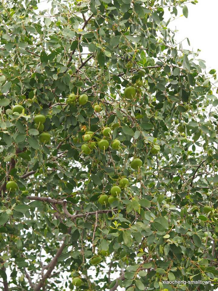 海桑 sonneratia caseolaris(手动斜体) 果实