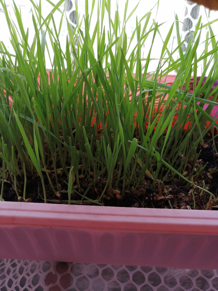 就这玩意,麦草吧.有些猫爱吃,有些猫不爱.